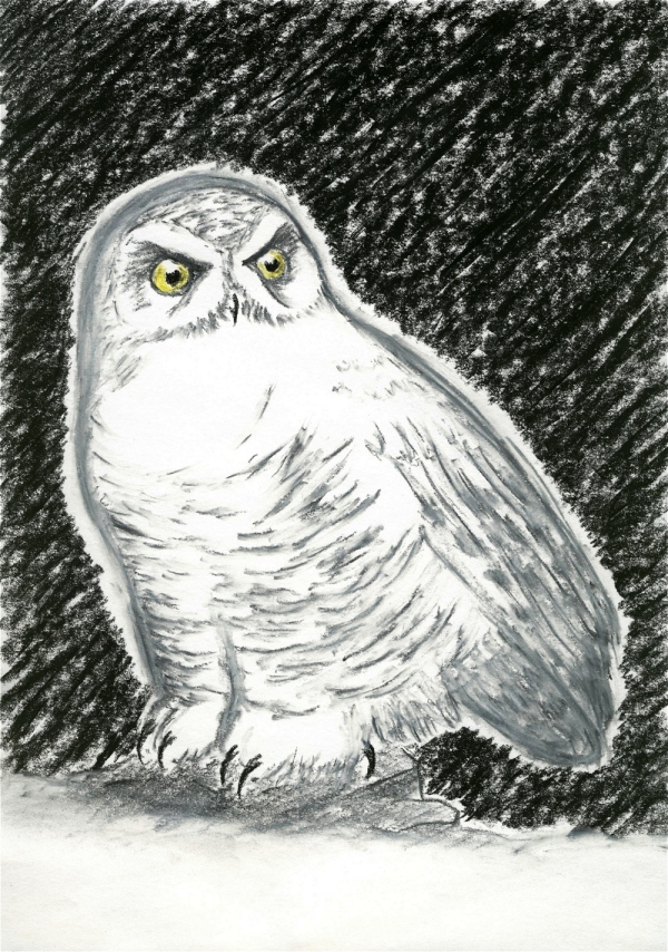 Morinoki: White Owl - Nyctea Scandiaca (2004)