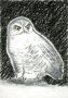 Morinoki - White Owl - Nyctea Scandiaca (2004)
