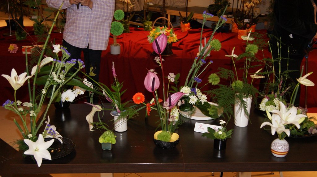 HANAMI Japońskie Święto Kwiatów Sakury: DSC04683